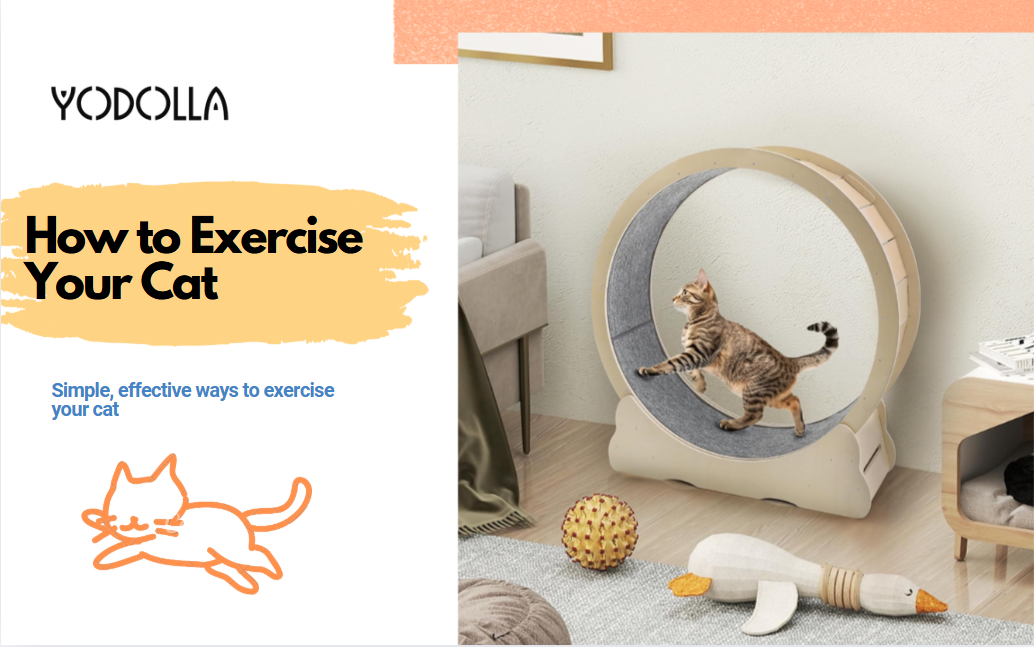 how to exercise your cat