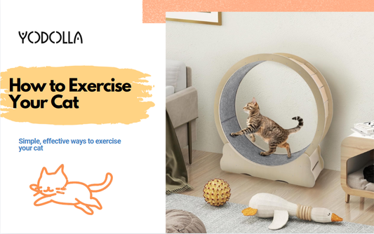 how to exercise your cat